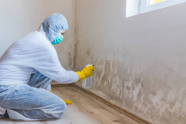 Licensed Black Mold Removal service in New Market, VA - WQB Mold Removal