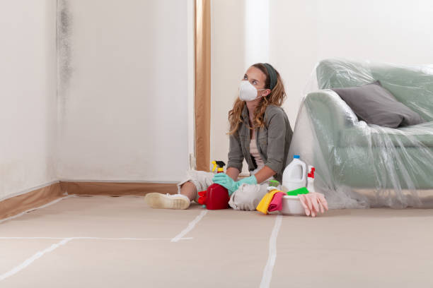 Trusted Black Mold Removal service in New Market, VA - WQB Mold Removal