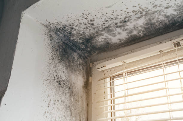 Affordable Black Mold Removal solutions in New Market, VA