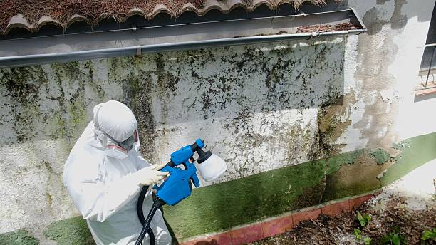 Top rated local Black Mold Removal specialists in New Market, VA